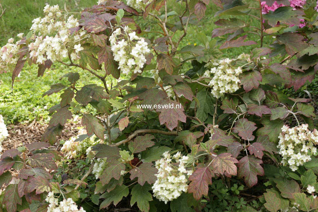 Hydrangea quercifolia 'Snow Giant'