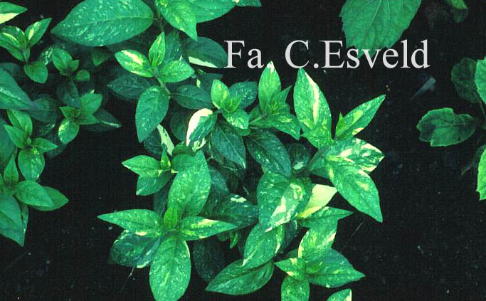 Hydrangea scandens 'Fragrant Splash'