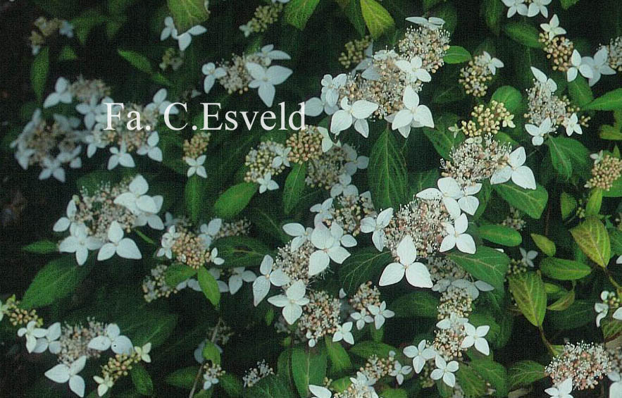 Hydrangea scandens 'Small Form'