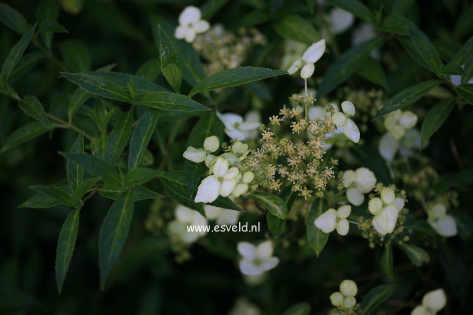 Hydrangea scandens chinensis angustipetala