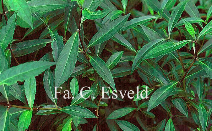 Hydrangea scandens chinensis f. formosana