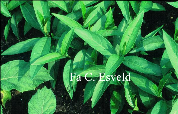 Hydrangea scandens chinensis f. lobbii