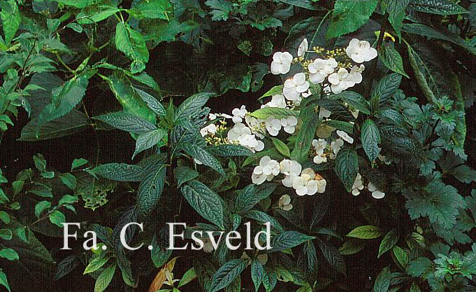 Hydrangea scandens chinensis f. obovatifolia