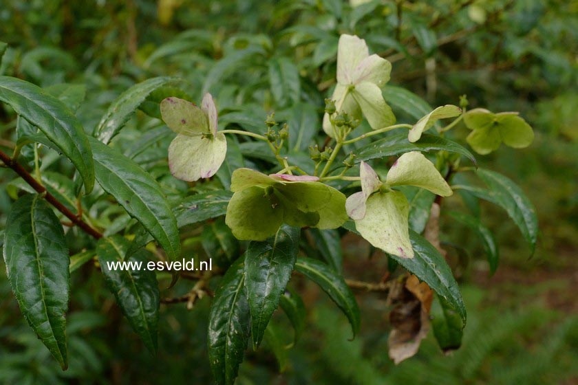 Hydrangea scandens chinensis