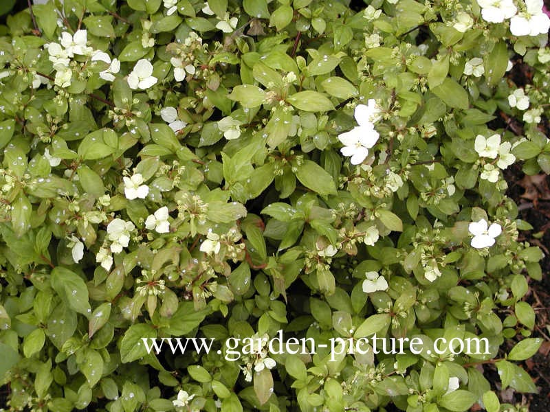 Hydrangea scandens liukiuensis