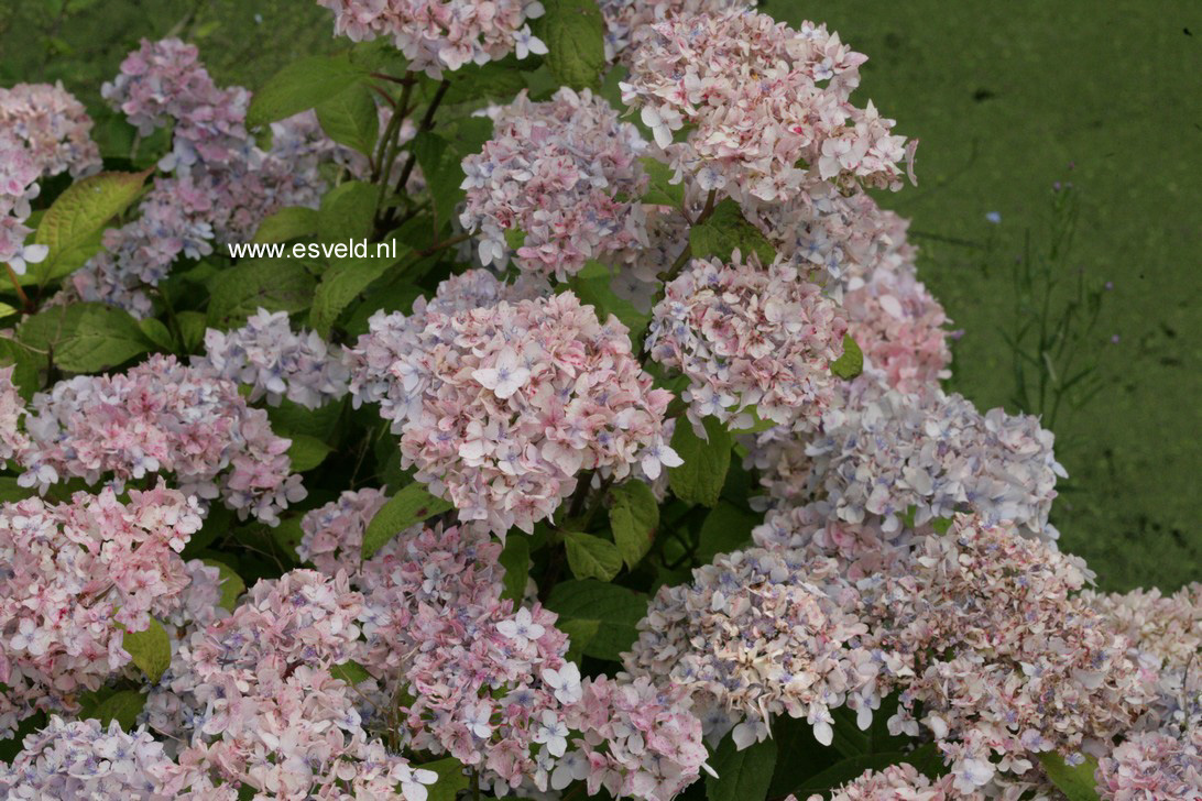 Hydrangea serrata 'Akishino-temari'