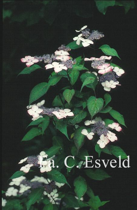 Hydrangea serrata 'Beni-gaku'