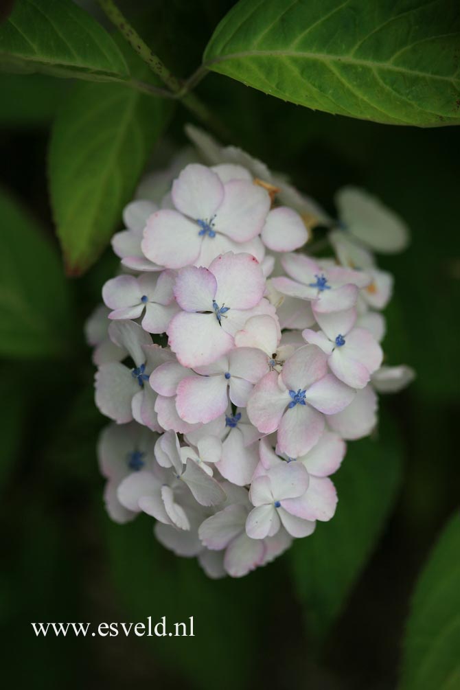 Hydrangea serrata 'Beni-temari'