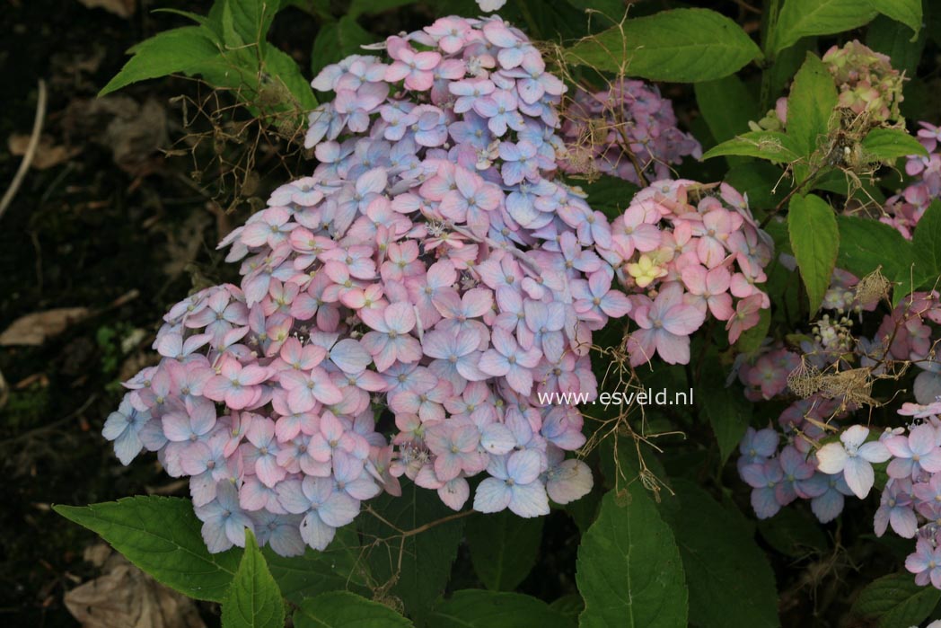 Hydrangea serrata 'Betu-ko-temari'