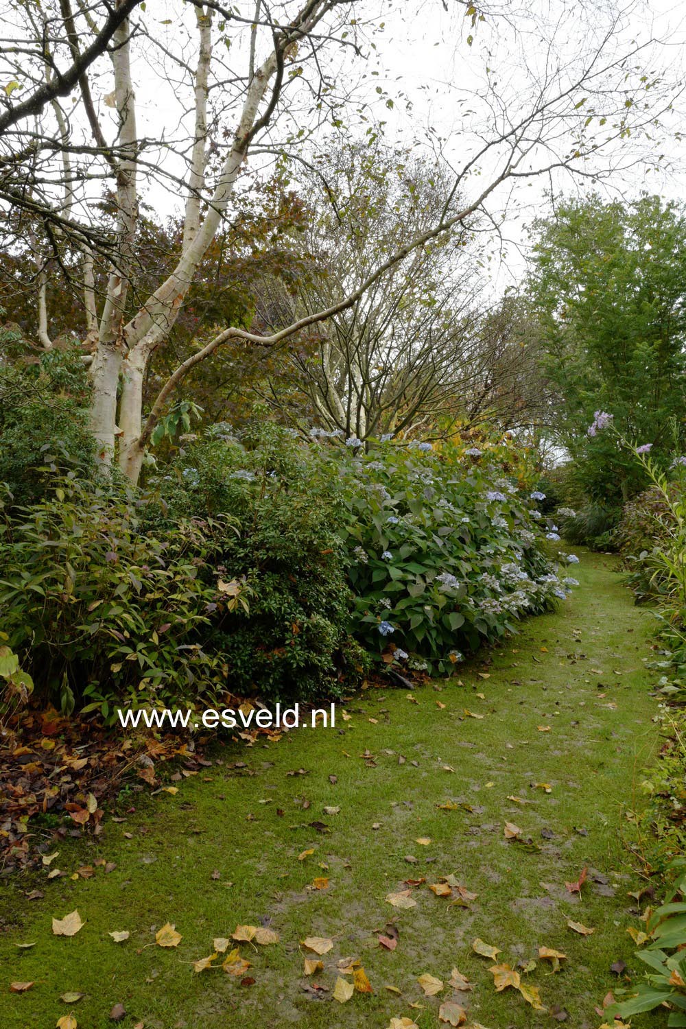 Hydrangea serrata 'Blue Deckle'