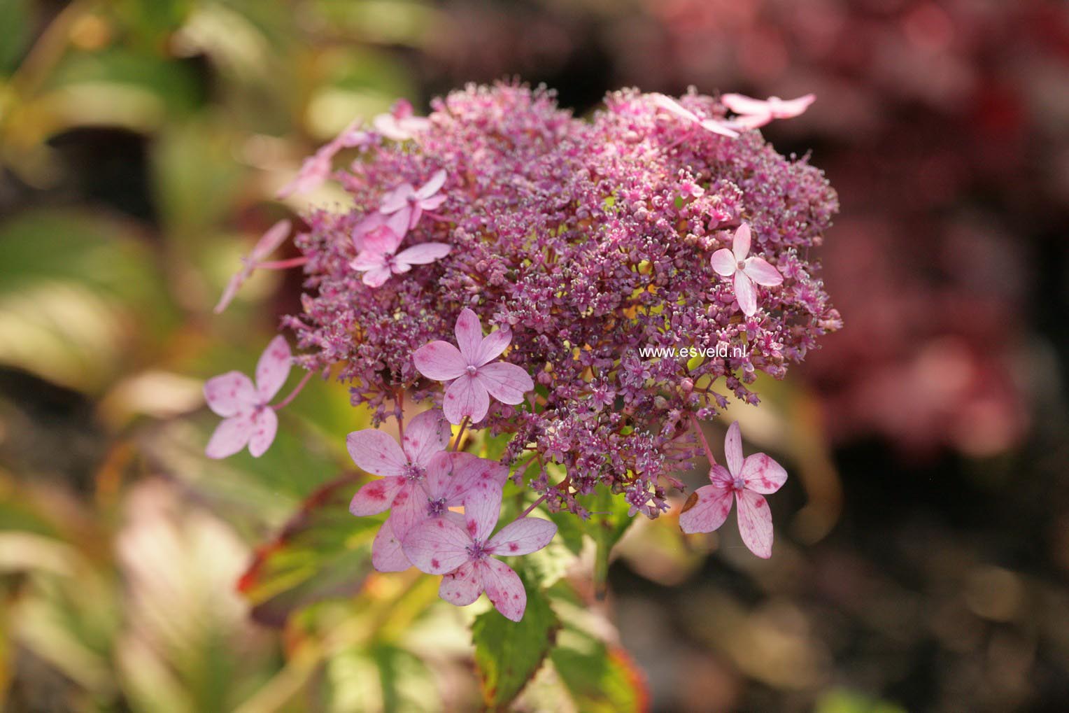 Hydrangea serrata 'Crug Cobalt'