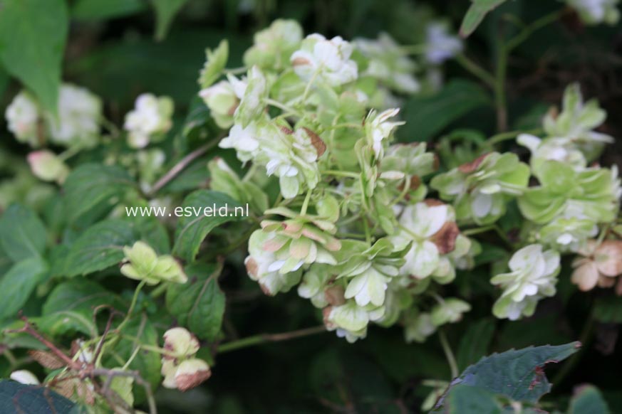Hydrangea serrata 'Fuji-no-taki'