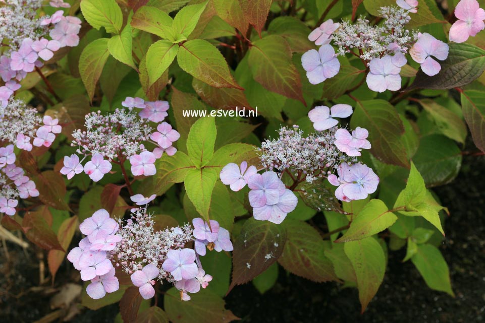 Hydrangea serrata 'Graciosa'