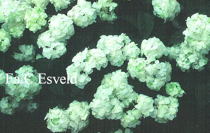 Hydrangea serrata 'Hakusen' Hydrangea serrata 'Hakusen'