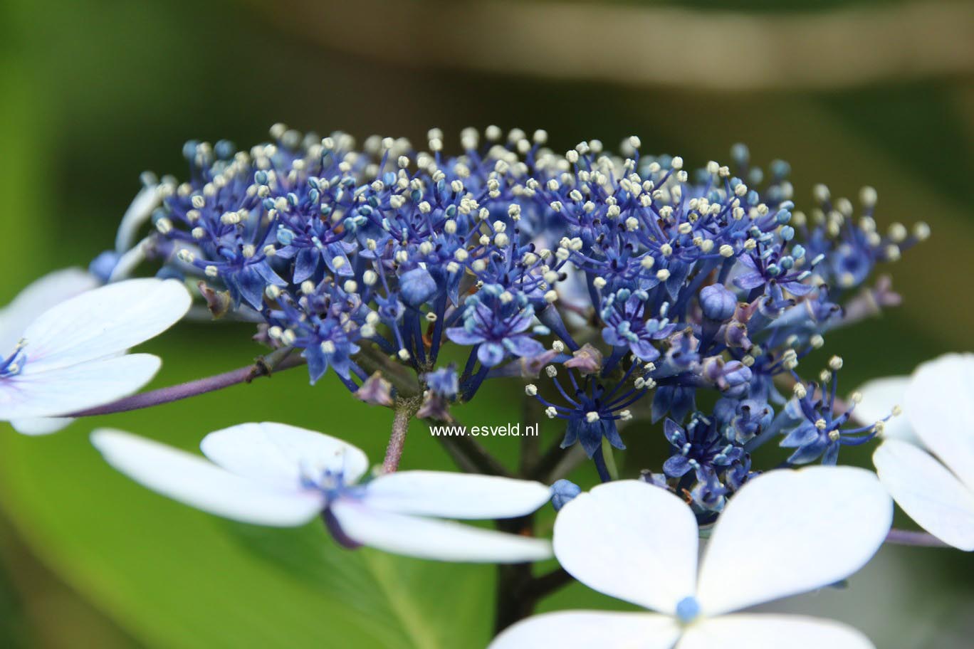 Hydrangea serrata 'Imperatrice Eugenie'
