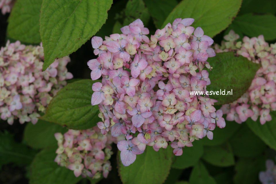 Hydrangea serrata 'Iyo-temari'