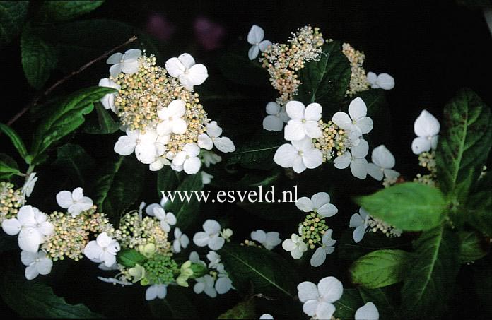 Hydrangea serrata 'Janis Joplin'