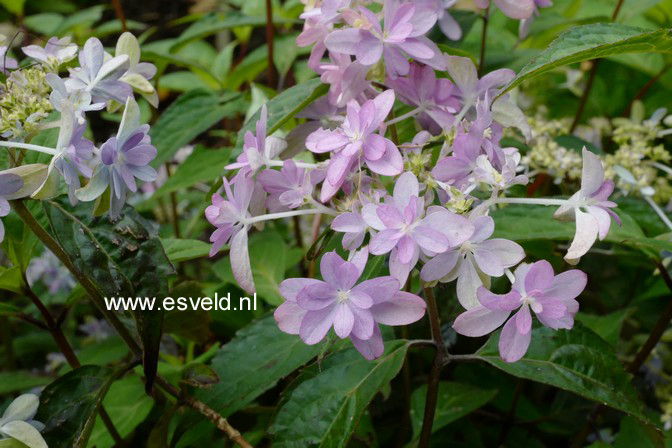 Hydrangea serrata 'Ken-no-mai'