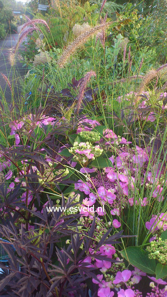 Hydrangea serrata 'MAK 20' (FLAIR & FLAVOURS BLUEBERRY CHEESECAKE)