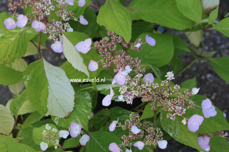 Hydrangea serrata 'Matsu-hime-nishiki'