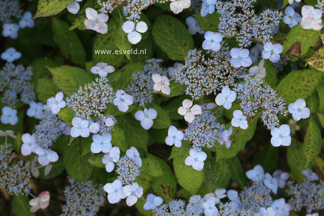 Hydrangea serrata 'Miranda'