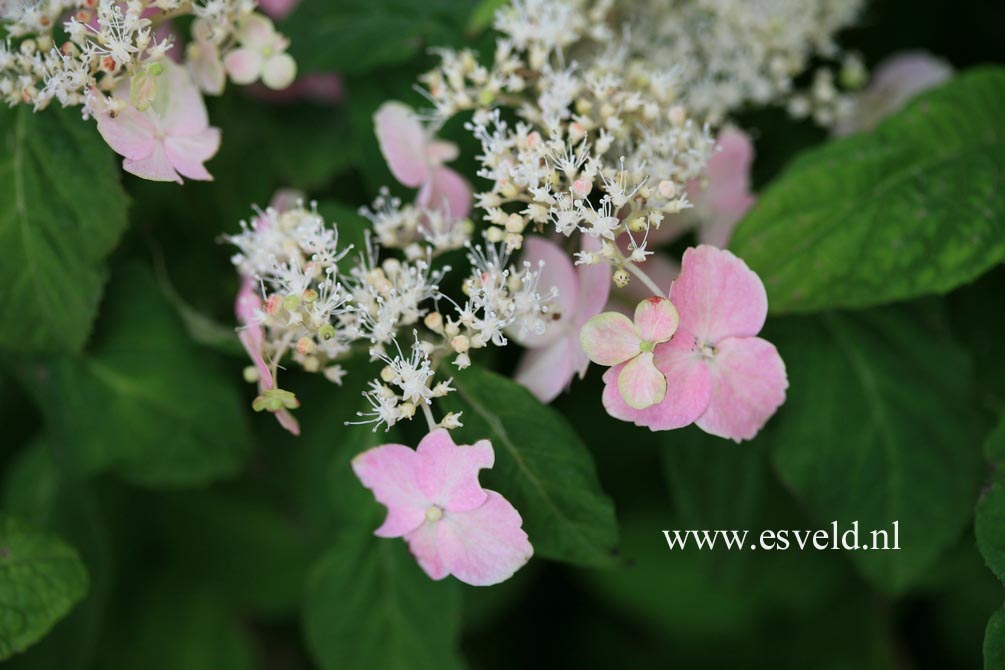 Hydrangea serrata 'Momoiro-yama-ajisai'
