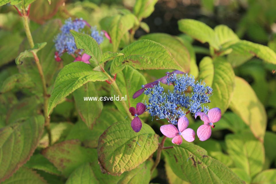 Hydrangea serrata 'Murasaki-kobai'