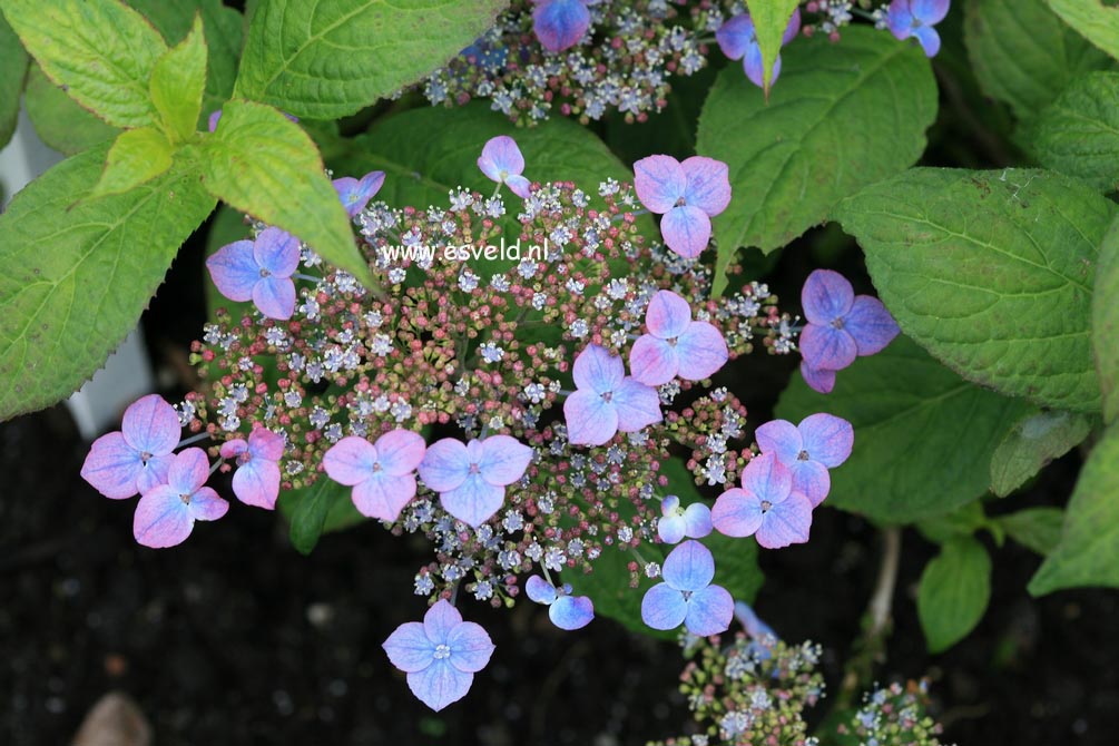 Hydrangea serrata 'Niji'