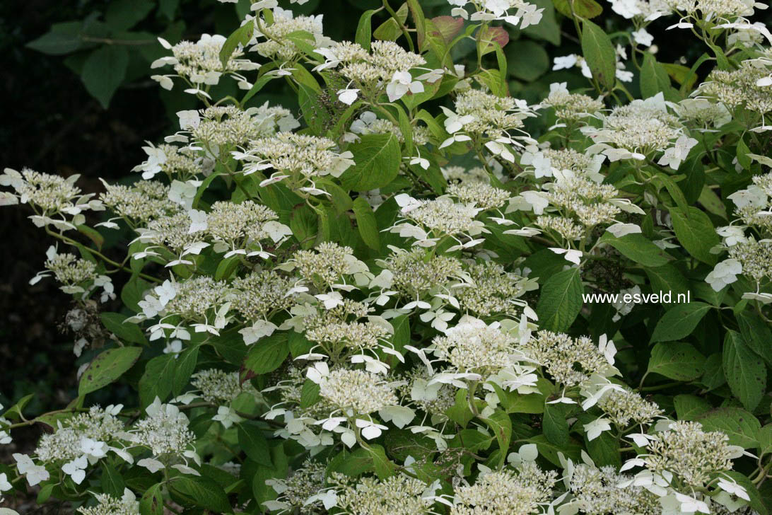 Hydrangea serrata 'Oto-hime'