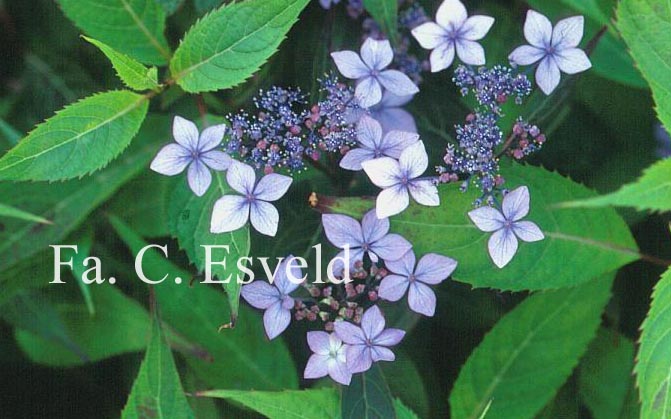 Hydrangea serrata 'Otsu hime'