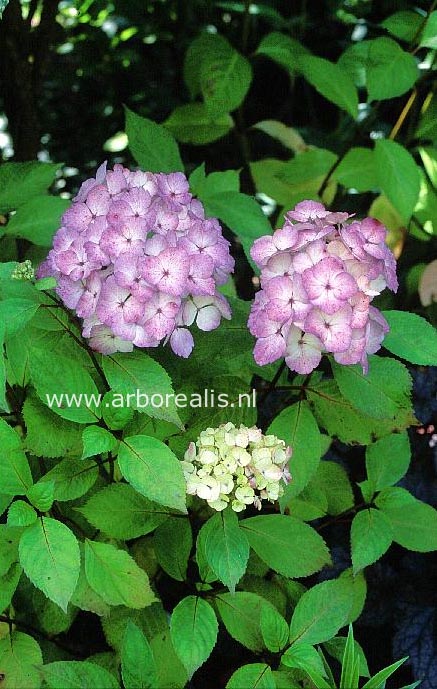 Hydrangea serrata 'Pink Beauty'