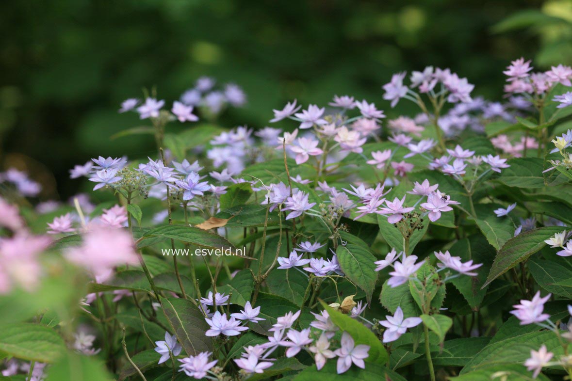 Hydrangea serrata 'Prolifera'