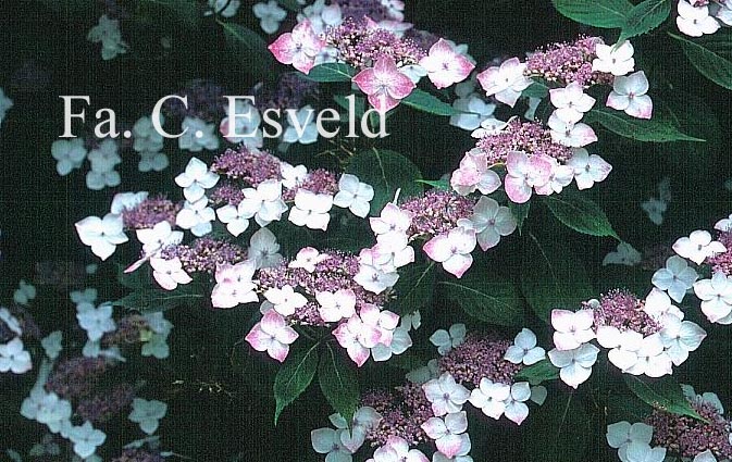 Hydrangea serrata 'Rosalba'