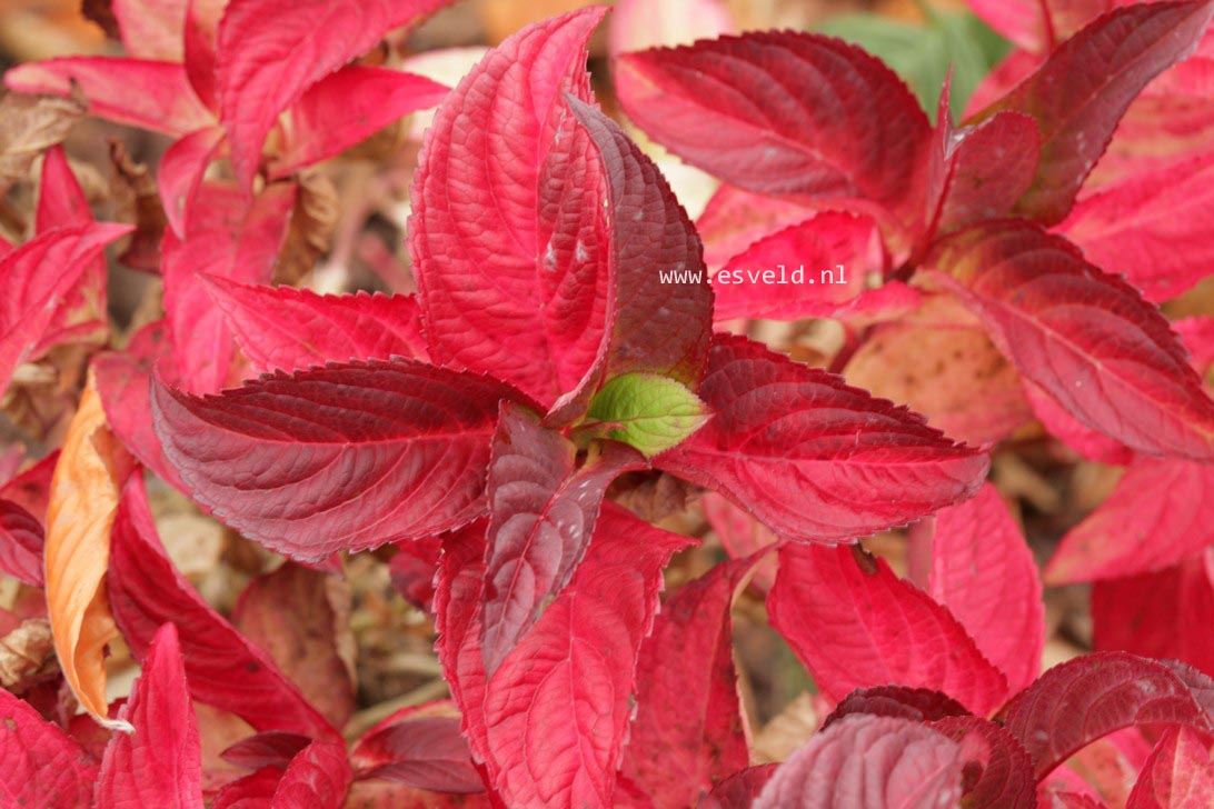 Hydrangea serrata 'Santiago'