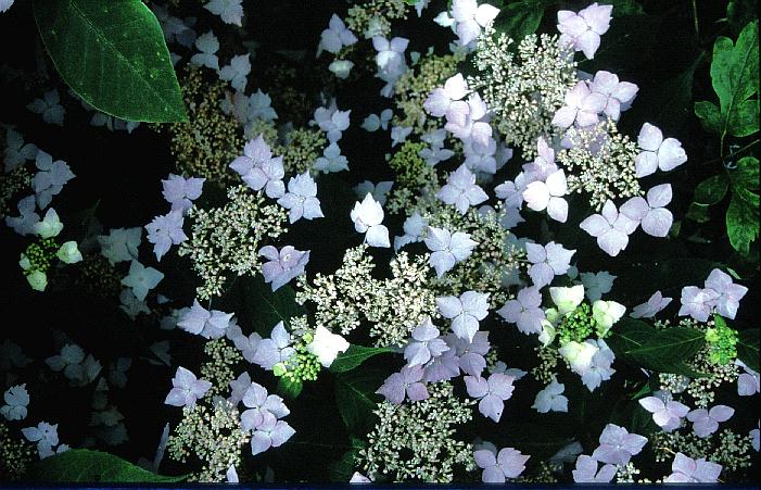 Hydrangea serrata 'Sapphirine'