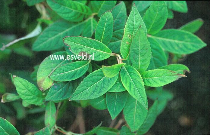 Hydrangea serrata 'Shinonome' Hydrangea serrata 'Shinonome'