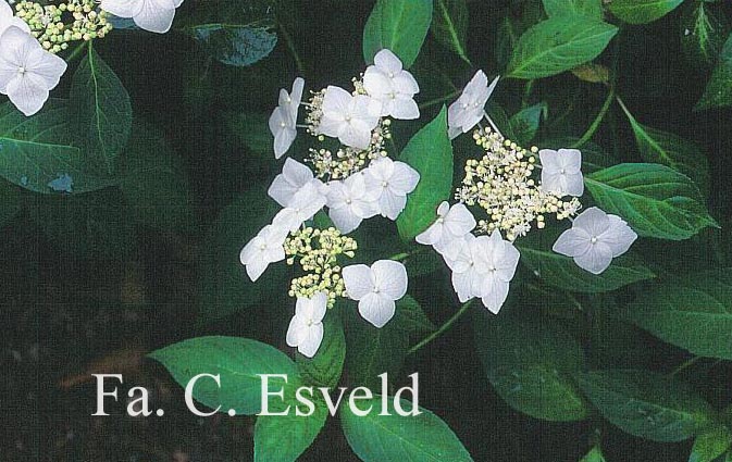 Hydrangea serrata 'Shiro-gaku'