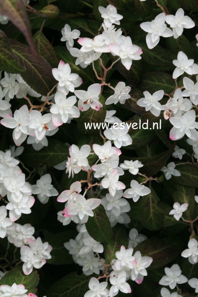 Hydrangea serrata 'Shiro-tae'
