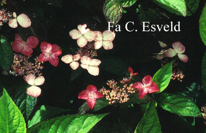 Hydrangea serrata 'Taren-beni-gaku'