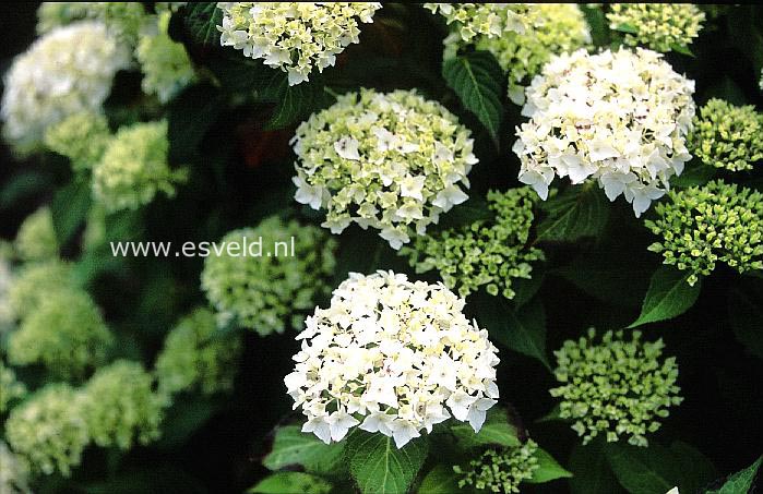 Hydrangea serrata 'Warabe'