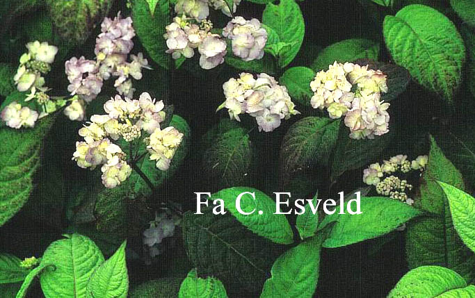 Hydrangea serrata 'Yae-no-amacha'