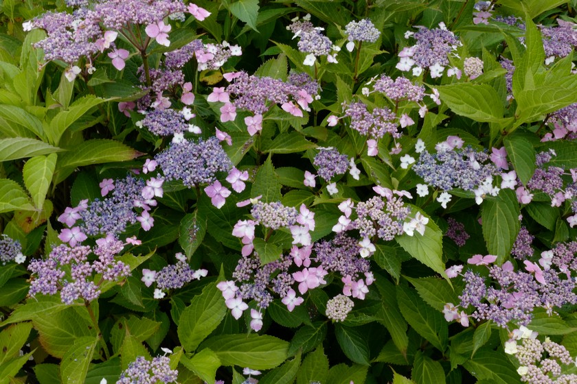 Hydrangea serrata acuminata