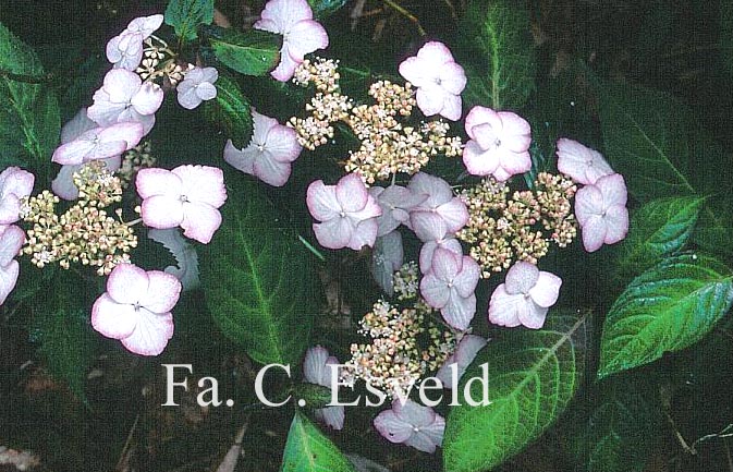 Hydrangea serrata pulchra Hydrangea serrata pulchra