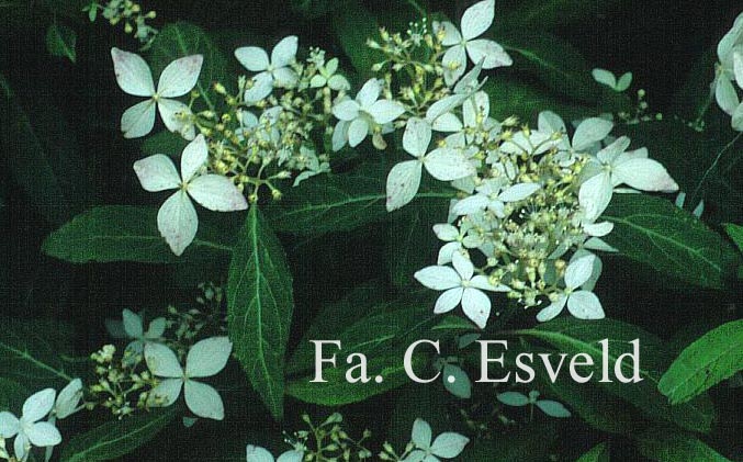 Hydrangea serrata var. angustata