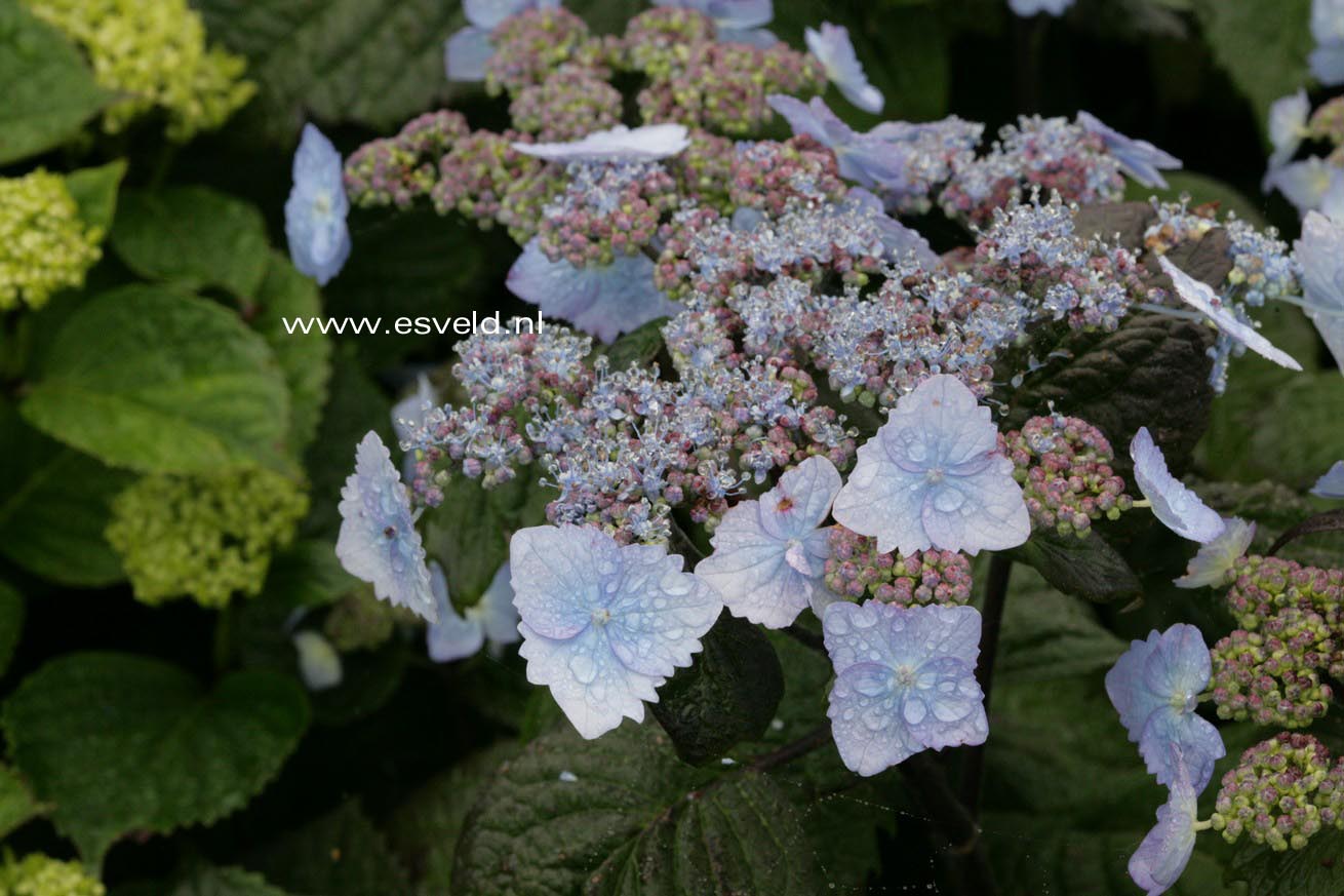 Hydrangea serrata yesoensis