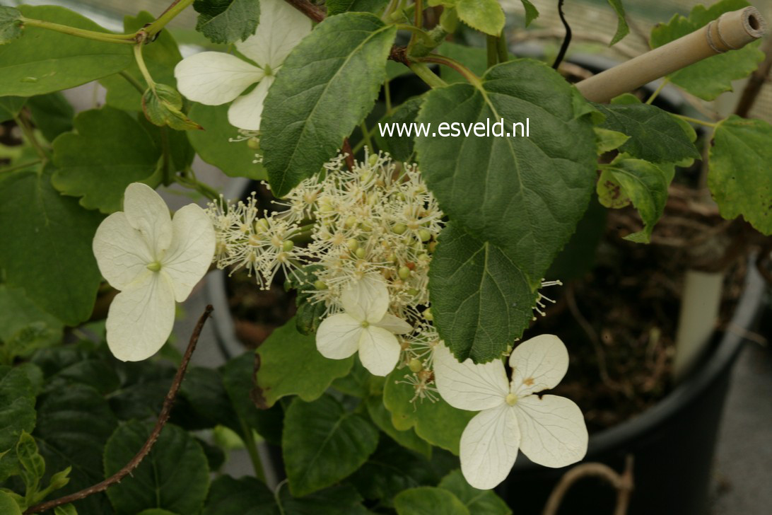 Hydrangea taquetii
