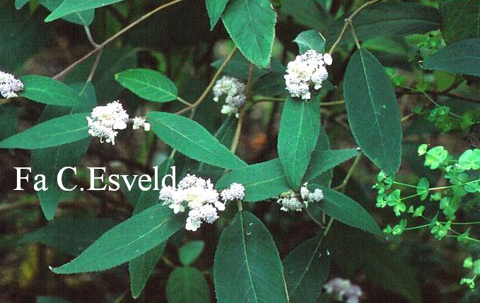 Hydrangea villosa 'Highdown'