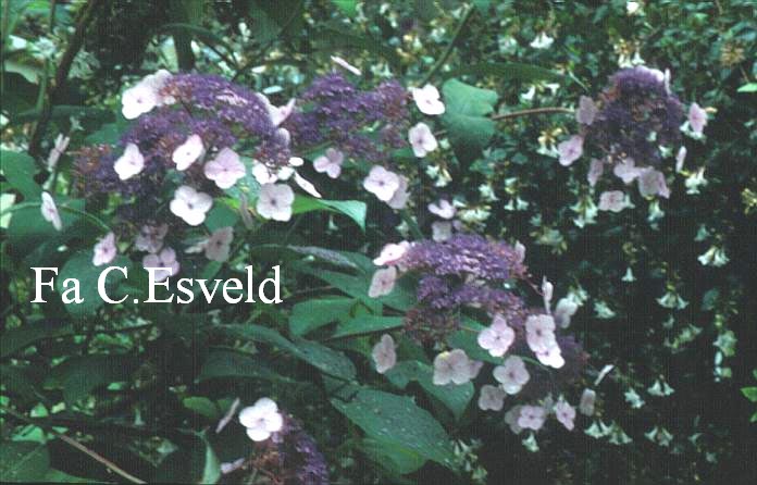 Hydrangea villosa 'Le Thuit Saint Jean'