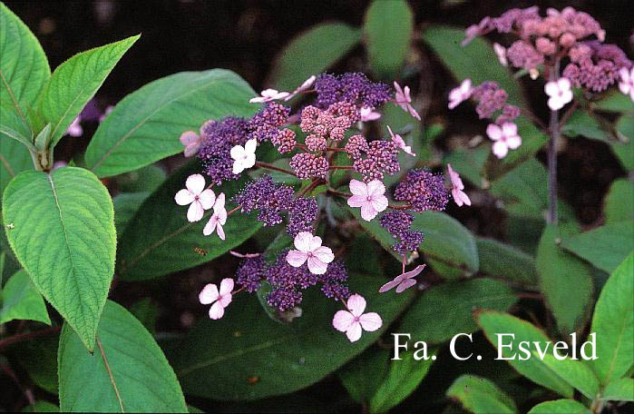 Hydrangea villosa 'Spinners'