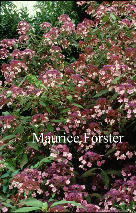 Hydrangea villosa 'Velvet Lace'